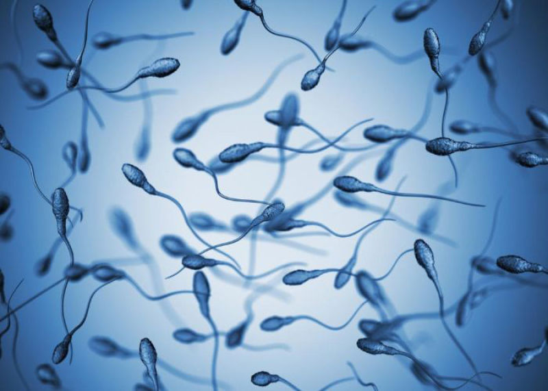 چقدر طول می کشد تا اسپرم بازسازی شود؟