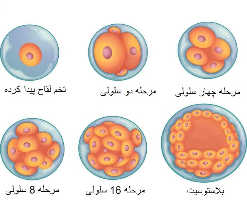 مراحل رشد جنین مرحله به مرحله