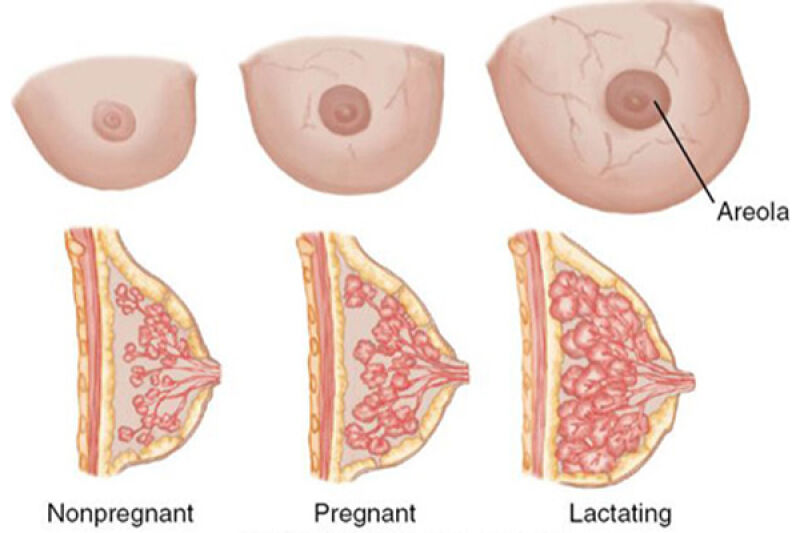 تغییرات نوک سینه در بارداری