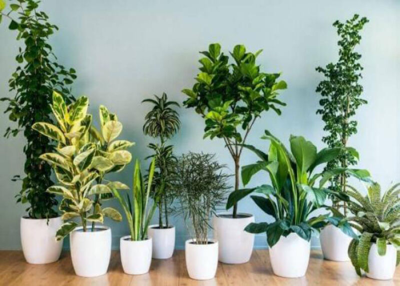 بهترین کود برای گیاهان آپارتمانی چیست؟