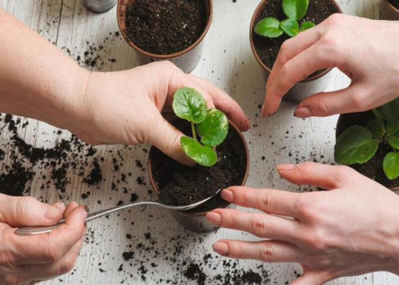 بهترین کود ارگانیک برای گیاهان آپارتمانی کدام است؟