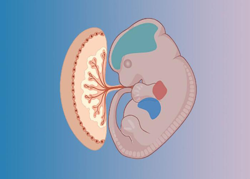 دیابت بارداری چه تاثیری بر قلب جنین می‌گذارد؟