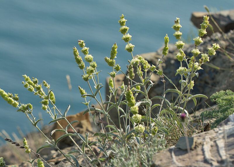 زمان مصرف چای کوهی