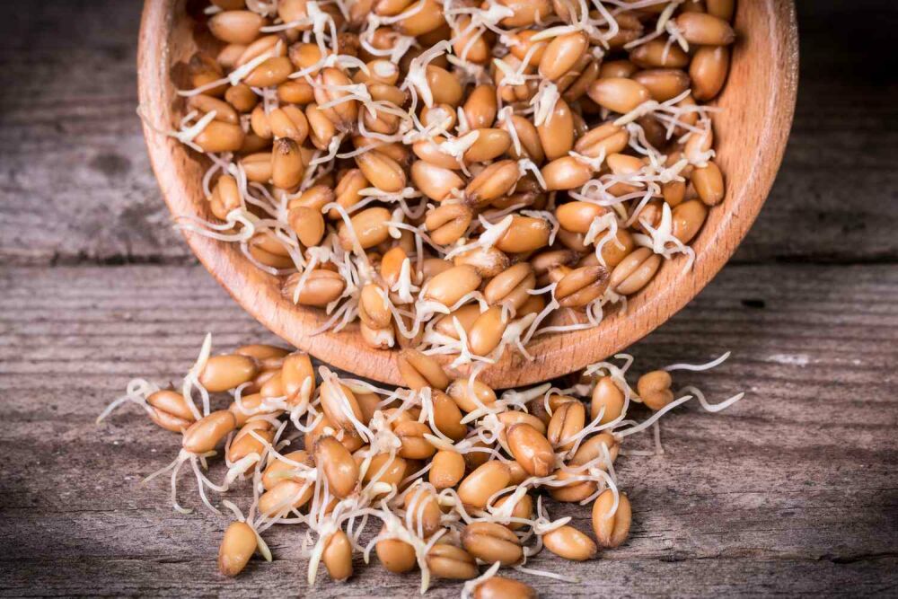 جوانه گندم در بارداری