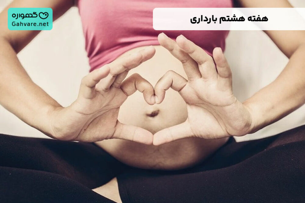 هفته هشتم بارداری