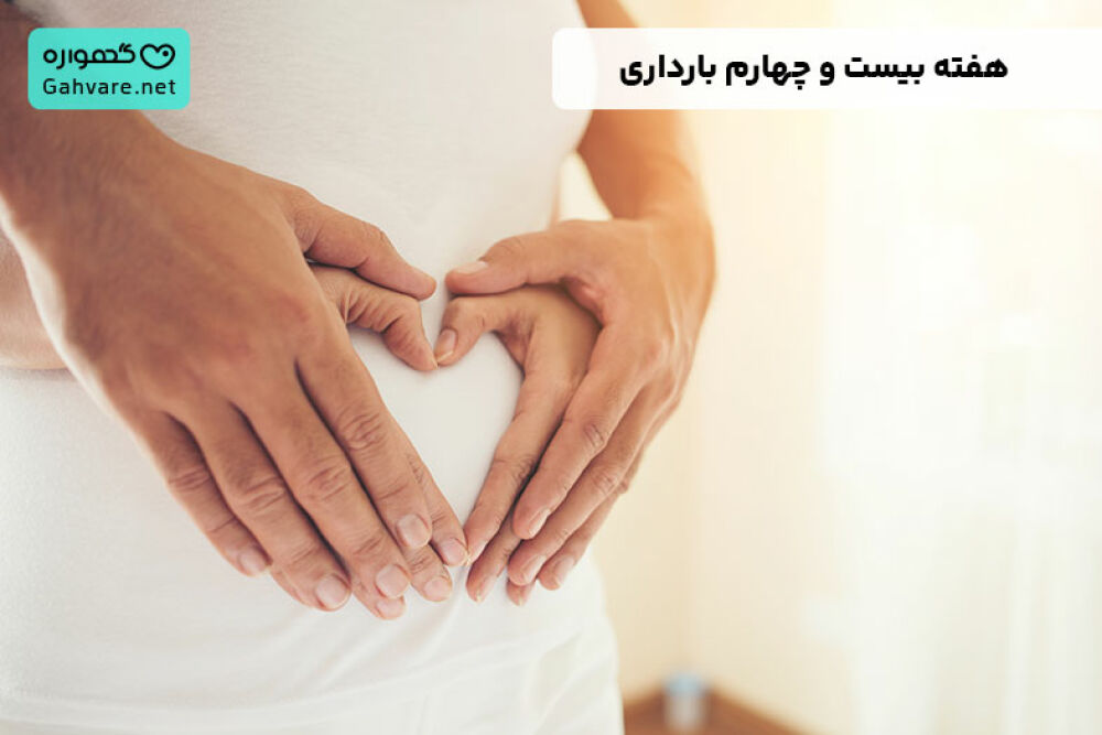 هفته ۲۴ بارداری