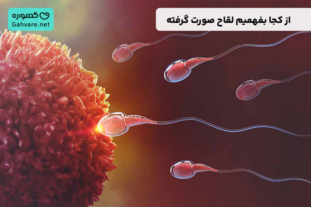 از کجا بفهمیم لقاح صورت گرفته