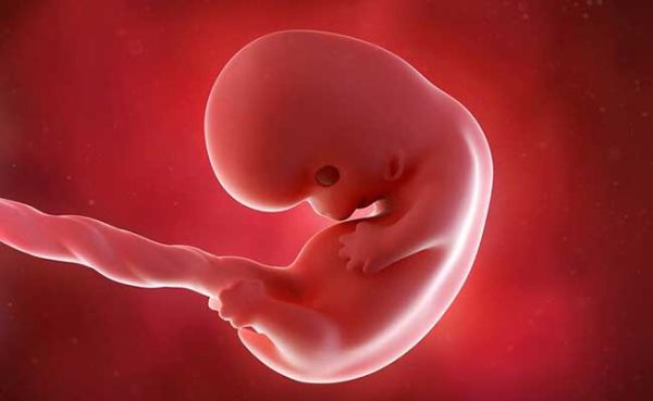 جنین در ماه دوم بارداری
