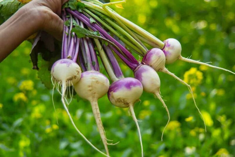 شلغم برای تقویت اسپرم مردان