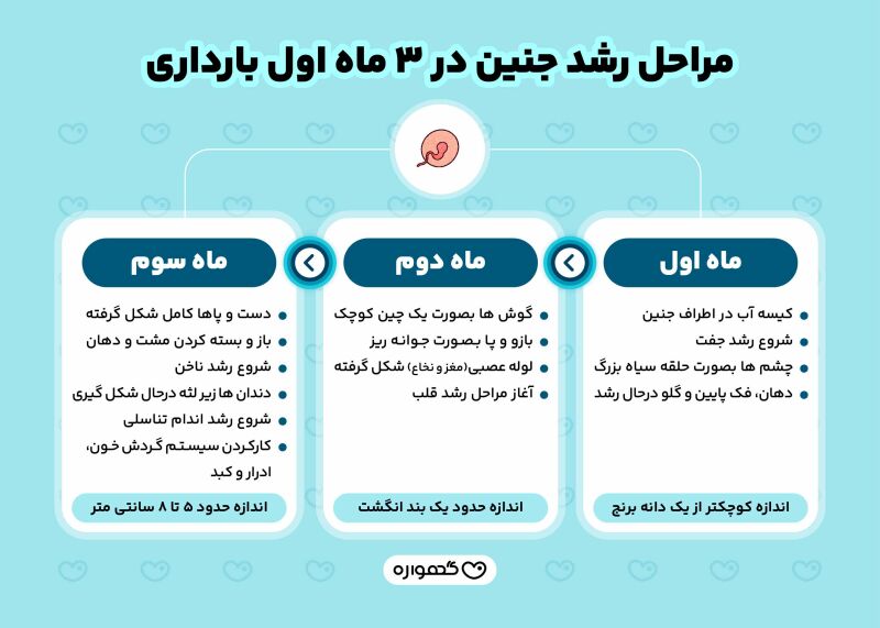 مراحل رشد جنین در سه ماه اول بارداری