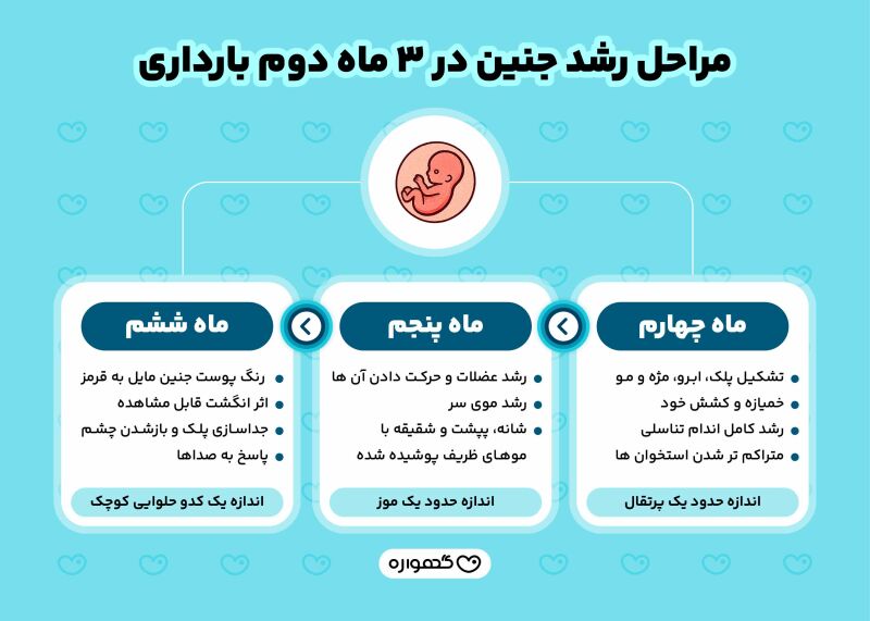 مراحل رشد جنین در سه ماه دوم بارداری