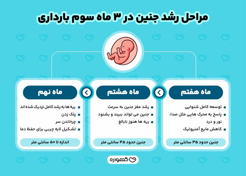 مراحل رشد جنین در سه ماه سوم بارداری