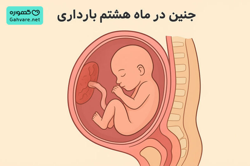 جنین در ماه هشتم بارداری