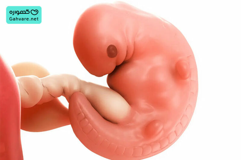 تغییرات بدن جنین در هفته ششم بارداری