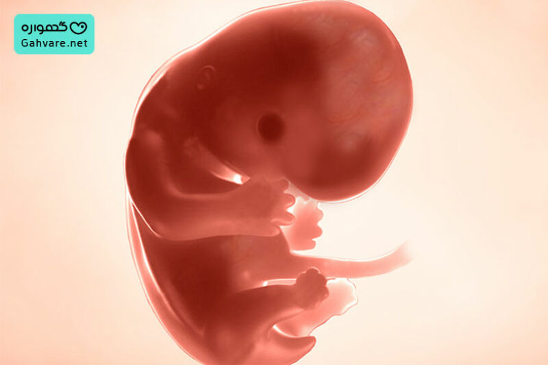 تغییرات جنین در هفته هشتم بارداری