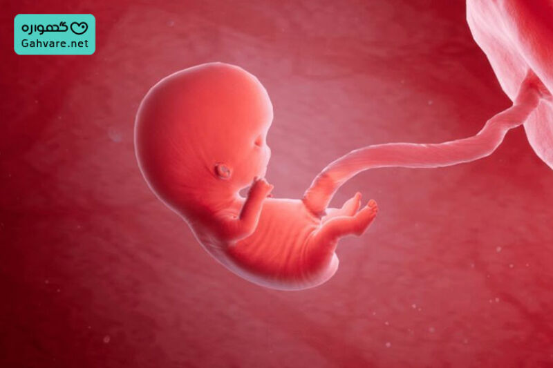 تغییرات جنین در هفته نهم بارداری