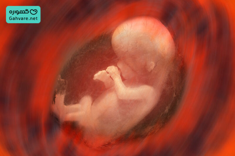 جنین در هفته دهم بارداری چه شکلی است؟