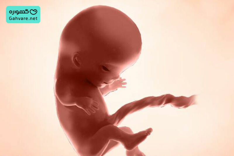 هفته یازدهم بارداری