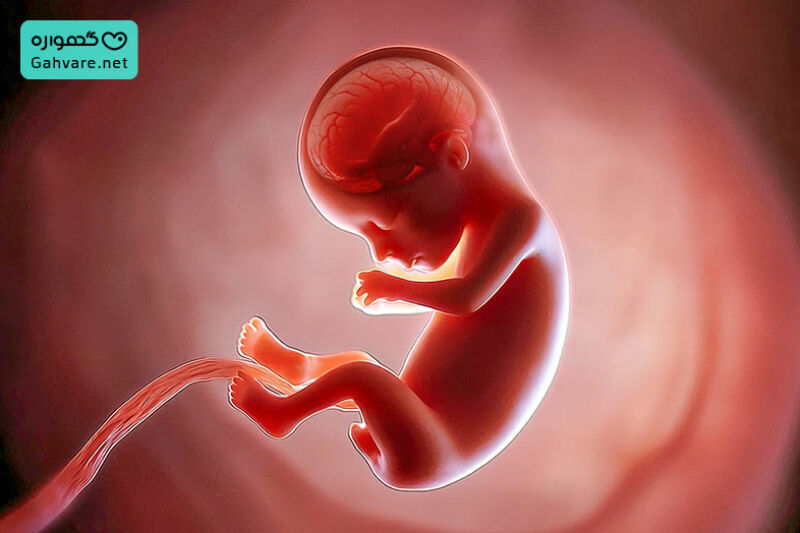 تغییرات جنین در هفته دوازدهم بارداری