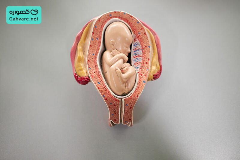 تغییرات جنین در هفته سیزده بارداری