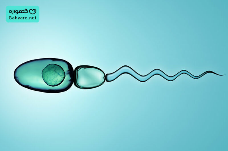 از کجا بفهمیم اسپرم به تخمک رسیده است؟