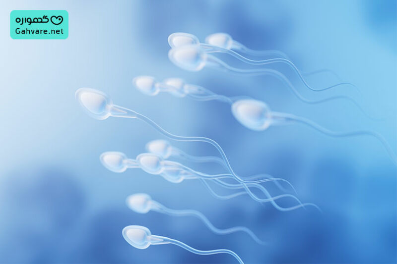 چقدر طول می کشد تا اسپرم بازسازی شود؟