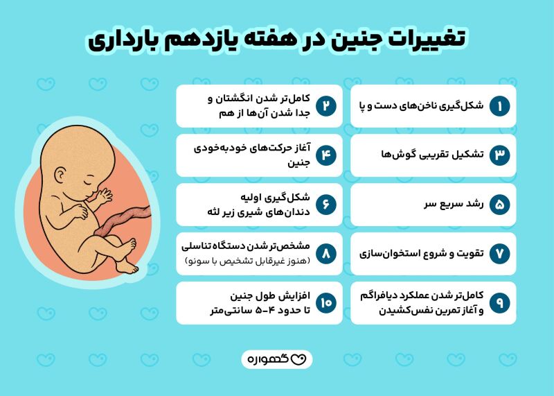 تغییرات جنین در هفته 11 بارداری