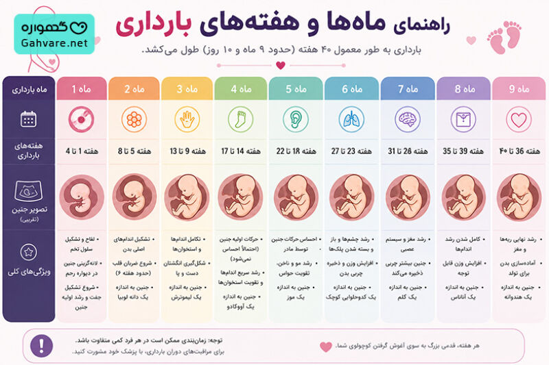 مبنای محاسبه ماه و هفته بارداری