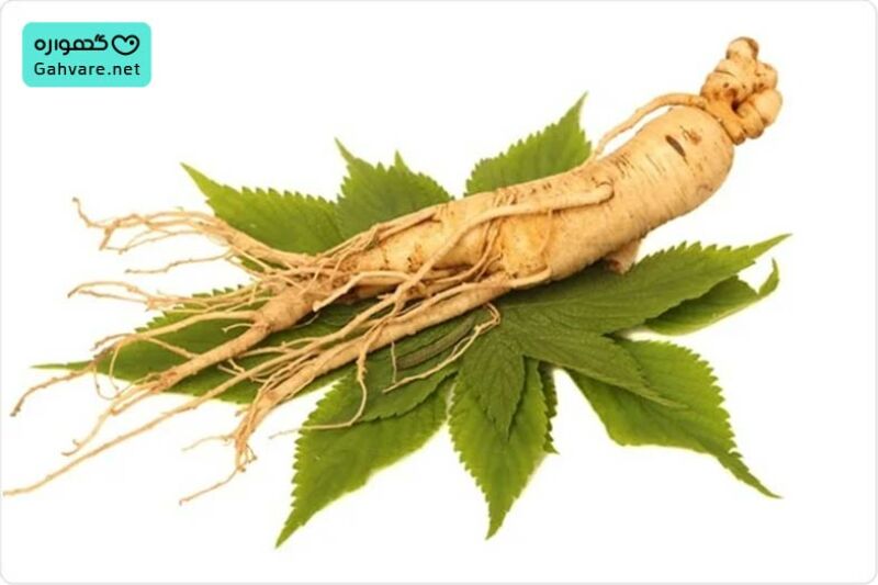 تاثیر جینسینگ بر باروری زنان