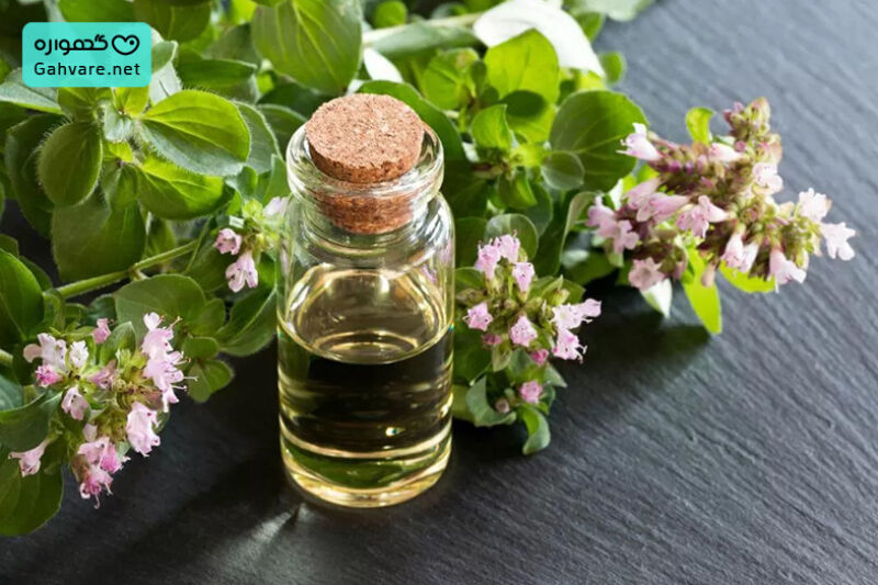 آیا خوردن پونه در بارداری مجاز است؟