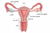 تعیین روز تخمک گذاری