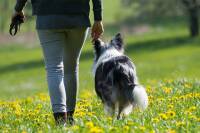 پیاده روی با سگ بدون قلاده