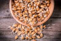 جوانه گندم در بارداری
