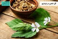 گل ختمی در بارداری