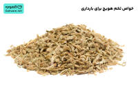 تخم هویج برای بارداری