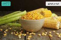 ذرت در بارداری