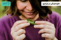 نخودفرنگی در بارداری