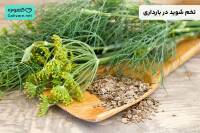 تخم شوید در بارداری