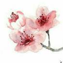 مامان شکوفه گیلاس