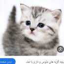 آواتار مامان وجودم